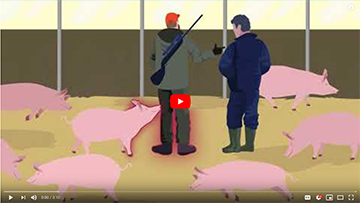 Guide de l'EFSA sur la PPA : ce que c'est et comment protéger les porcs domestiques contre l'infection.