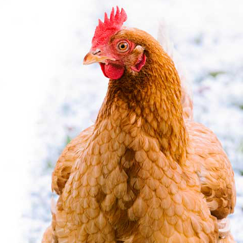 Protect your flock from bird flu - Canadian Food Inspection Agency