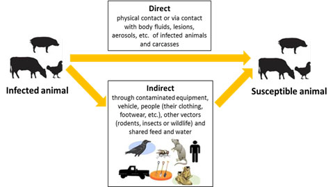 Two common pathways of spread of disease. Description follows.