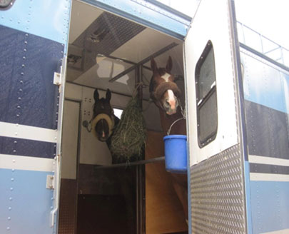 Two horses with feed and water in separate compartments of a horse transportation unit.