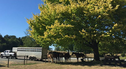 Cinq chevaux se tenant sous un arbre à côté du véhicule de transport dans un parc équestre.