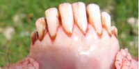 Sheep Age Verification Using Dentition - Example 1 of sheep dentition over 12 months
