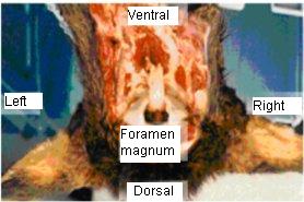 Figure 2 – Cervid head, dorsal side down for correct orientation.