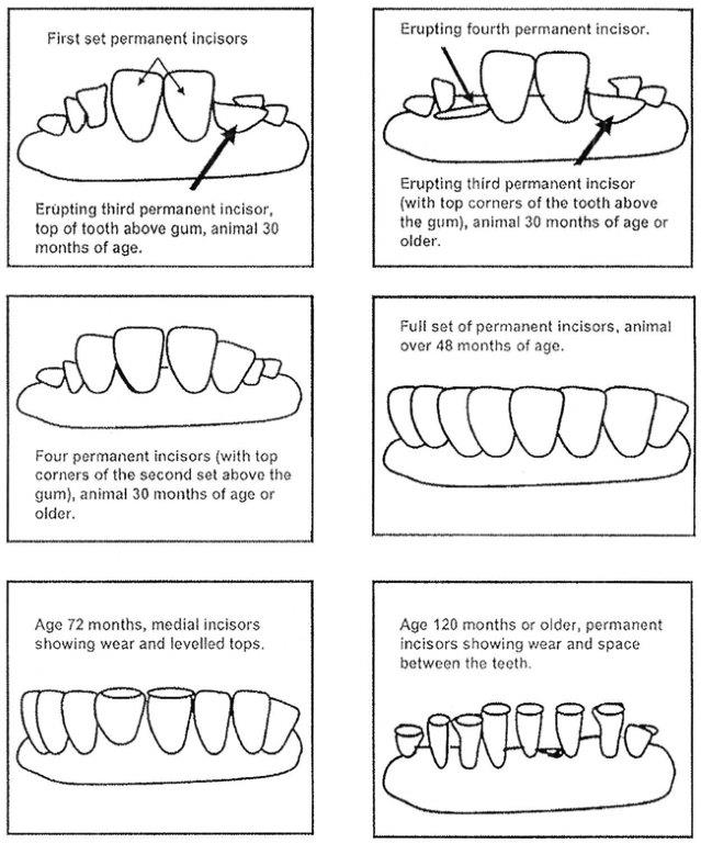 Dentition. Description follows.