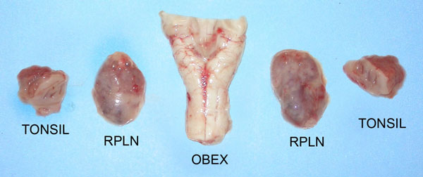 Figure 15 - Photos de l'obex et des nœuds lymphatiques rétropharyngiens (NLRP) médiaux