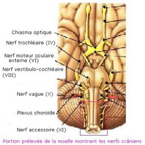 Identification des nerfs du cerveau - Figure 6. Description ci-dessous.