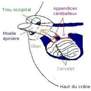 Identification des nerfs du cerveau - Figure 8. Description ci-dessous.