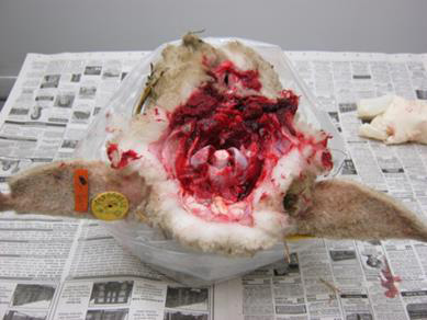 Figure 2 – Photo de la tête du mouton sur sa face dorsale pour une orientation appropriée