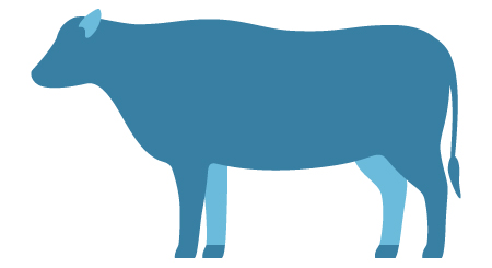 une vache comme exemple d'un animal apte