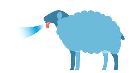 an example of a sheep having difficulty breathing