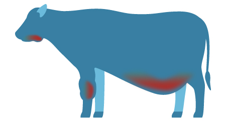 exemple d'une vache montrant des signes d'enflure et de gonflement