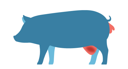 Un exemple de porc ayant une hernie