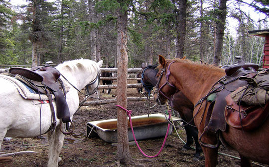 Photo de chevaux sellés se trouvant à un site de camping au long d'un sentier. Les chevaux regardent un abreuvoir fabriqué d'une vieille baignoire en métal. L'eau semble saumâtre.