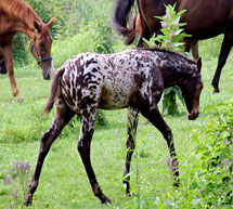 A photograph of a foal in a meadow with other horses.