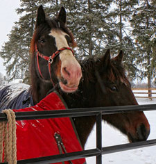 Photo de 2 chevaux regardant attentivement au-dessus de la barrière en métal limitant l'accès à un pâturage recouvert de neige.