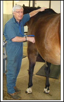 A photograph of a veterinarian evaluating the health of a horse - checking its heart using a stethoscope.