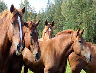 A photograph of a group of 5 horses commingling in a pasture surrounded by forest