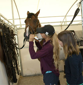 A photograph of two riders administering oral medication to a horse cross-tied in a stall.