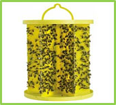 Image d'un piège à mouches cylindrique en plastique jaune recouvert de mouches.
