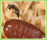 Close up picture of a wasp on top of fly pupae.