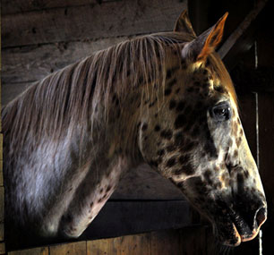 Photo d'un cheval qui regarde, la tête au-dessus de la porte d'un boxe en bois.