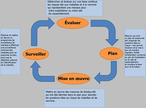 La figure 4 est une illustration du cycle des activités qui devraient être effectuées afin d'élaborer et de mettre en œuvre un plan de biosécurité.