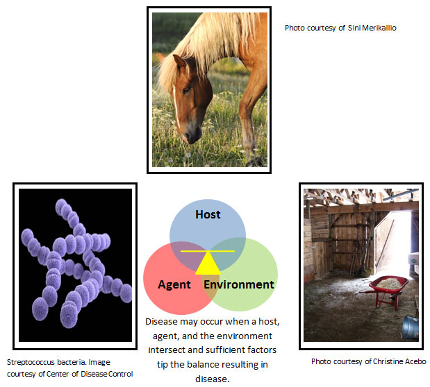 A photograph of a horse grazing in a meadow, An image of Streptococcus bacteria represented by three linear chains of circular segments, and A photograph of the inside of a horse stable constructed from wood with straw covering the floor. Some pitchforks and shovels are leaning against a wall, a wheelbarrow filled with straw and wood shavings is in the middle of the stable and a metal bucket lies overturned on the floor.