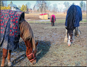 Photo de 3 chevaux broutant dans un enclos d'hiver. Les chevaux sont séparés d'un enclos adjacent par une clôture en bois.