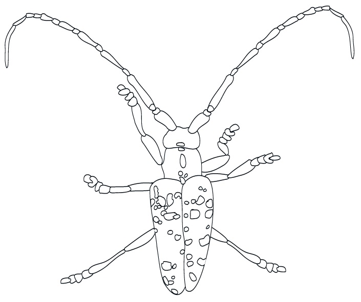 Outline of an Asian longhorned beetle.