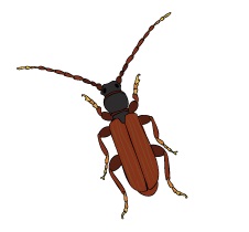Image of brown longhorned beetle.