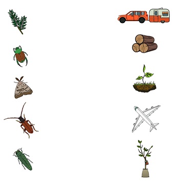 Trace une ligne pour faire correspondre chaque insecte au véhicule qu'il utilise pour se rendre au Canada et en faire le tour. Description ci-dessous.
