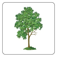 Image d'un arbre.