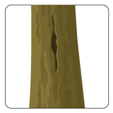 Image d'un tronc d'arbre avec une fissure.
