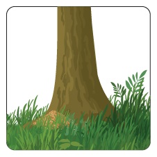 Image de sciure autour de la base d'un arbre.