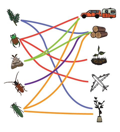 Trace une ligne pour faire correspondre chaque insecte au véhicule qu'il utilise pour se rendre au Canada et en faire le tour (réponses). Description ci-dessous.