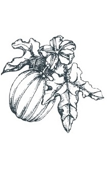 Image of a squash plant