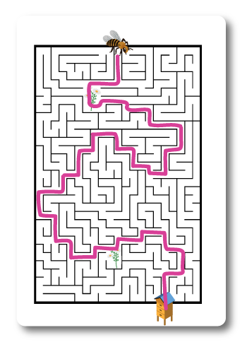 Image of the trail the bee must take to find its way through the maze.