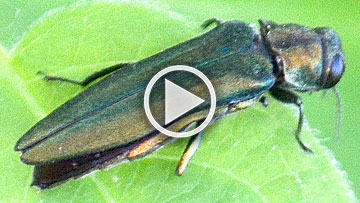 Pass the Mic: talking about emerald ash borer signs and symptoms