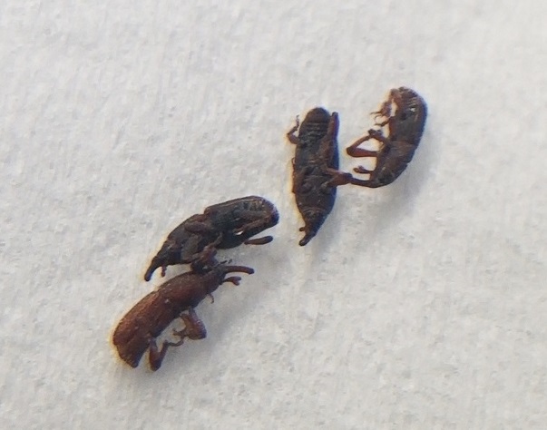 Image 1 - Insectes morts dans les aliments emballés