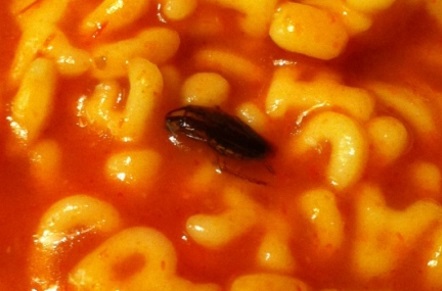 Image 2 - Dead insects in packaged food