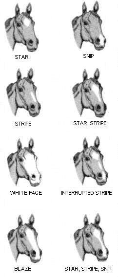 Equine face markings. Description follows.