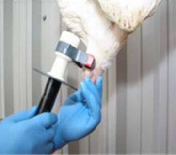 placement of hand-held equipment(e) on head of chicken spanning the brain