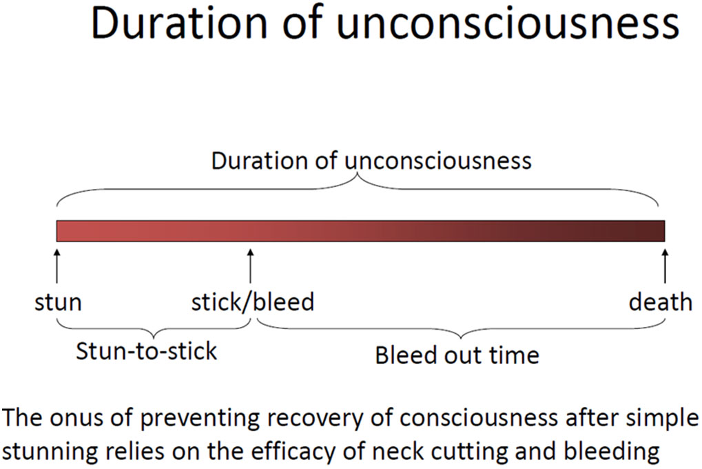 Diagram of time interval of unconsciousness relative to stun to stick timing. Description follows.