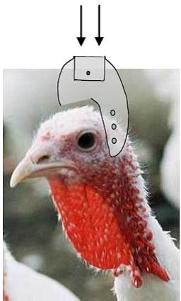 proper placement of hand-held electrical stunning device using the location between the eyes and ears of a turkey