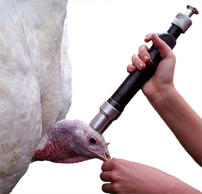 captive bolt stunning device using the location at the of top of the head and between eyes and ears of a turkey