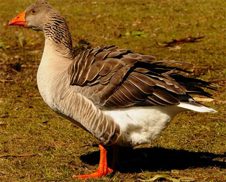 example of a domestic goose