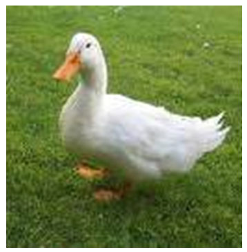 example of a domestic duck