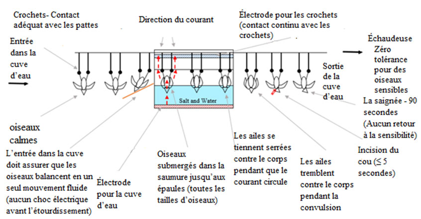 schéma d'un étourdisseur électrique monophasé à bain d'eau. Description ci-dessous.