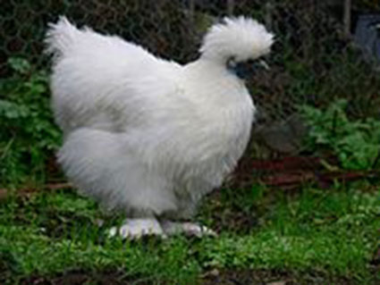 examples of silkie