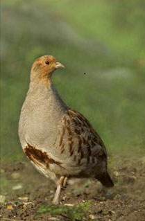 examples of farmed partridge